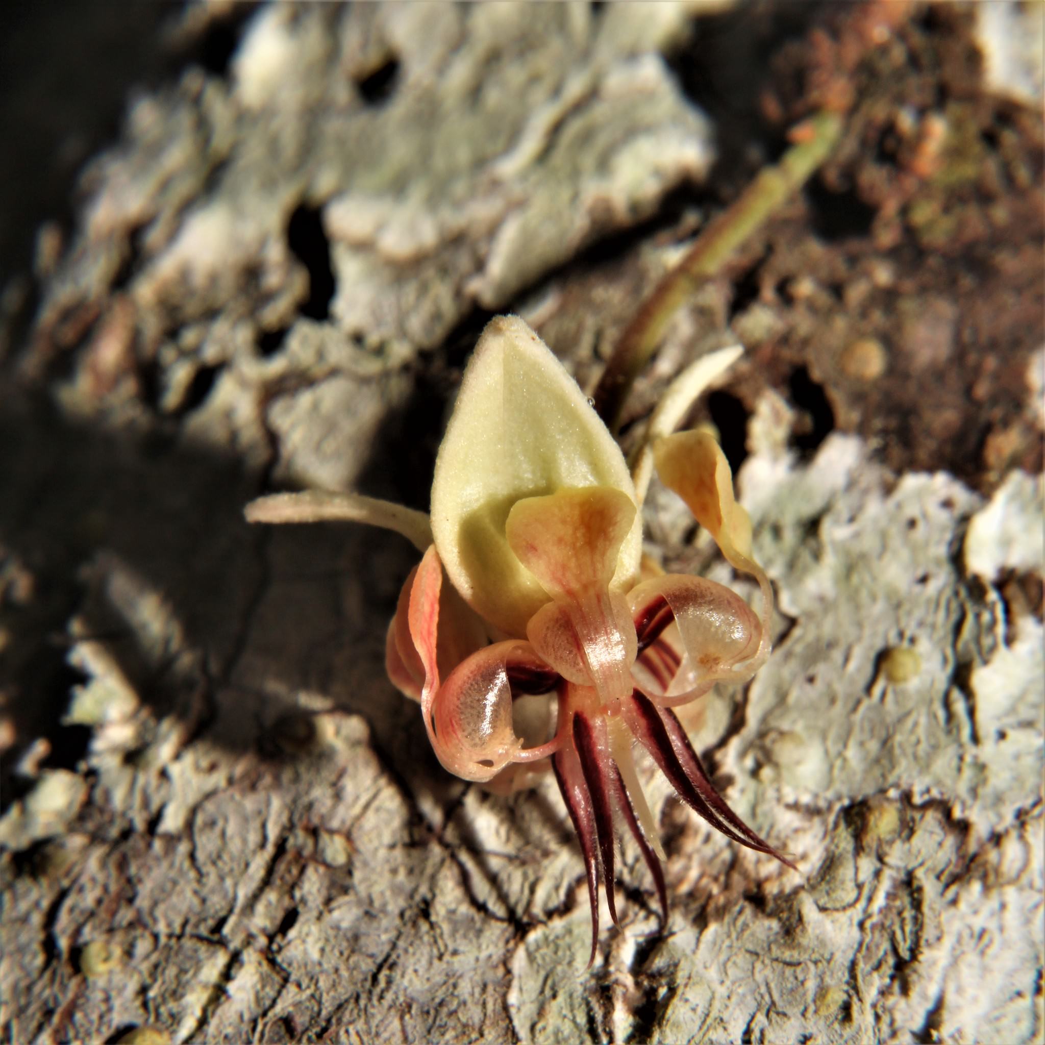 Theobroma cacao